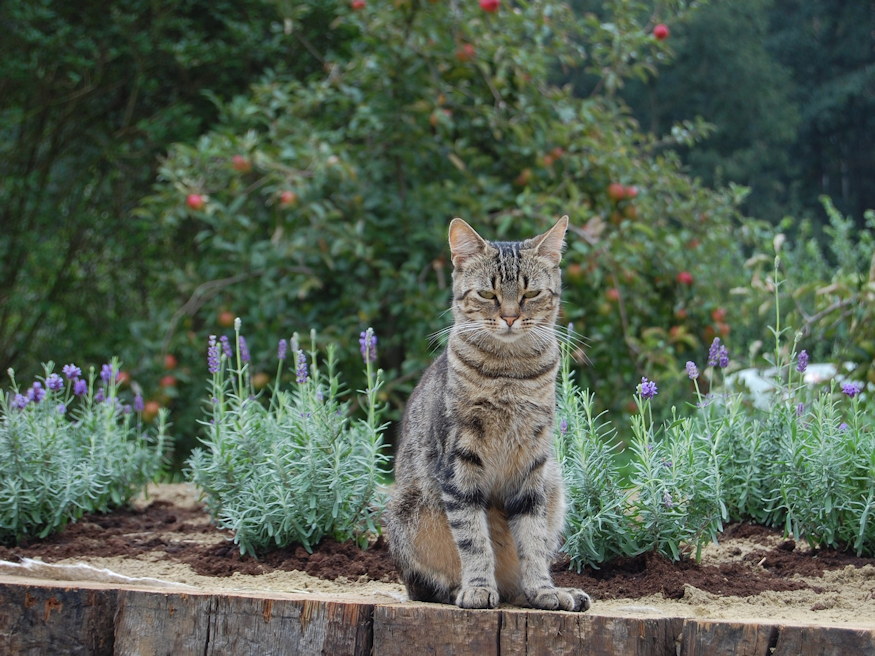 mi nott nagyszulok kertjeben 05