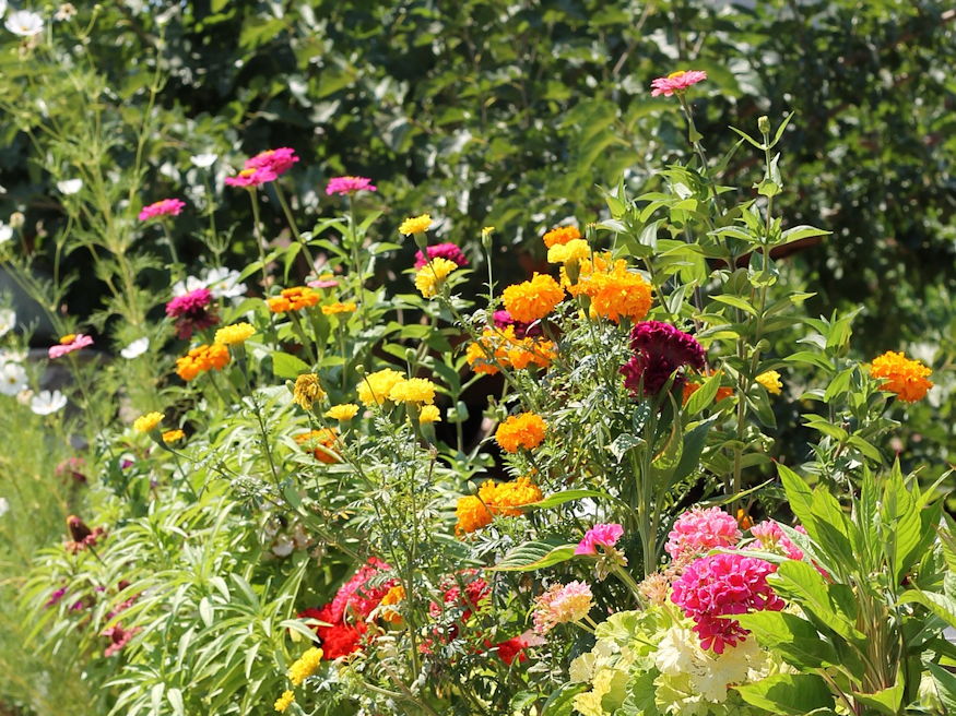 mi nott nagyszulok kertjeben 06