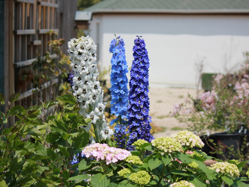 mi nott nagyszulok kertjeben 07