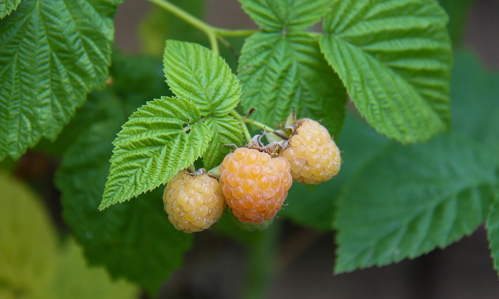 Nem Lehet Elrontani Megis 01