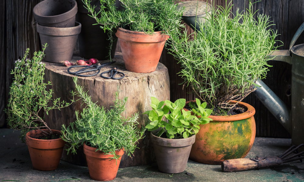 Fűszerkert a konyhaablakban: friss ízek karnyújtásnyira