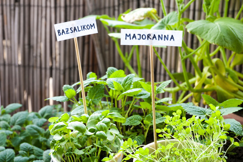 fuszerkert konyhaablakban friss 02