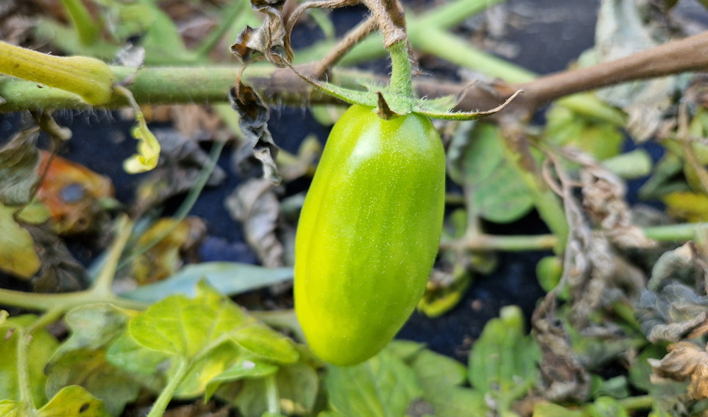 Nálad is elfagyott a paradicsom bokra, de tele van zöld paradicsommal?