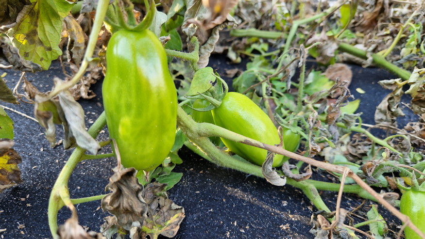 elfagyott paradicsom bokra 02