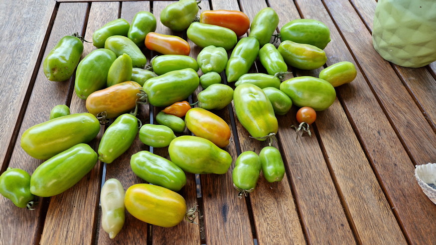 elfagyott paradicsom bokra 03