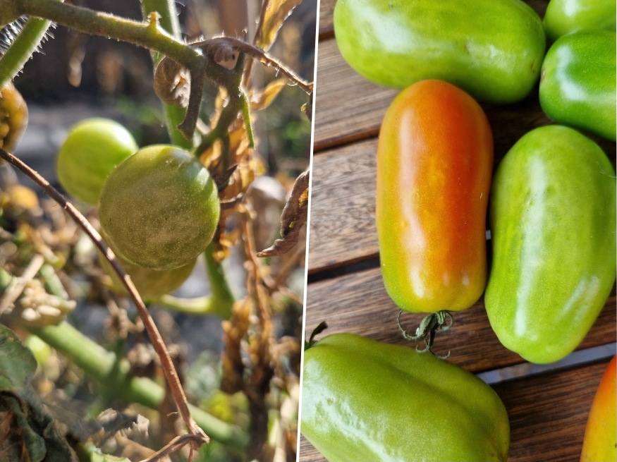 elfagyott paradicsom bokra 04