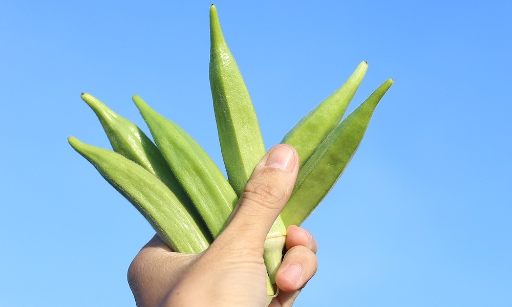 Miért nyálkás az okra? – A növény túlélési trükkje a konyhában