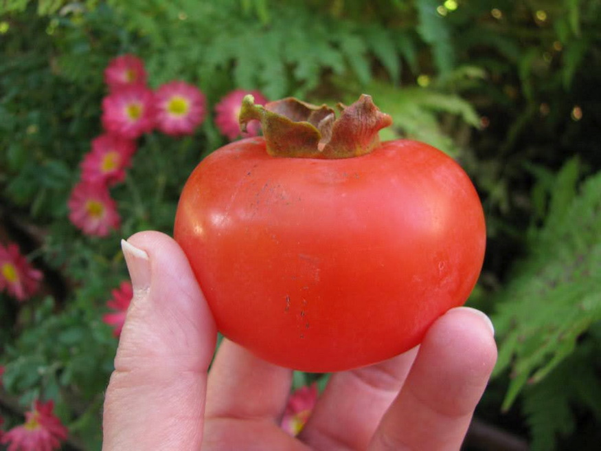 mikor a legfinomabb datolyaszilva 05