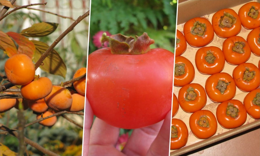 Mikor a legfinomabb a datolyaszilva? – A türelem gyümölcse, amit néha egy alma segít megérlelni