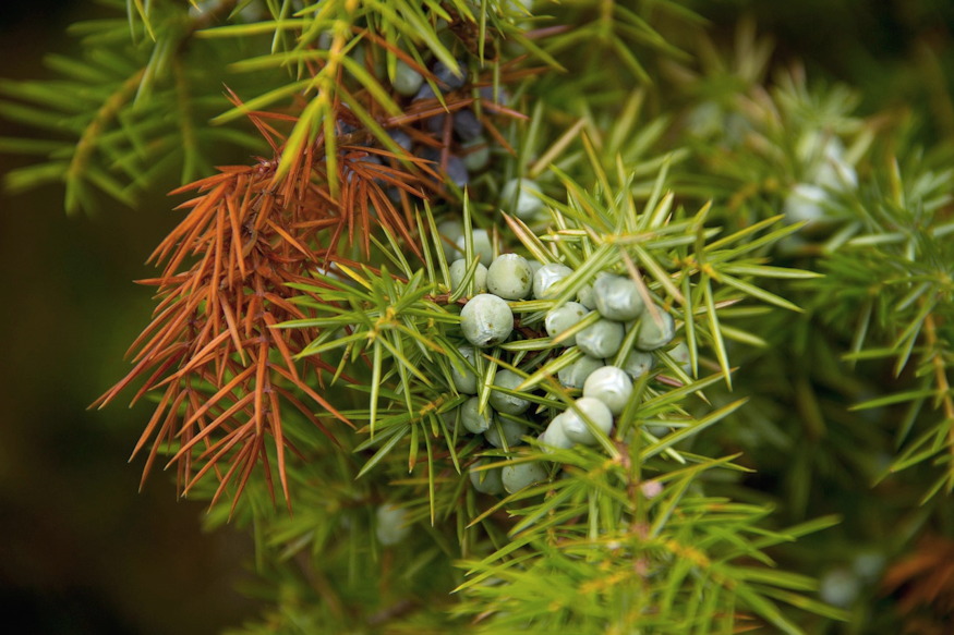 barnulnak orokzoldek telen 02