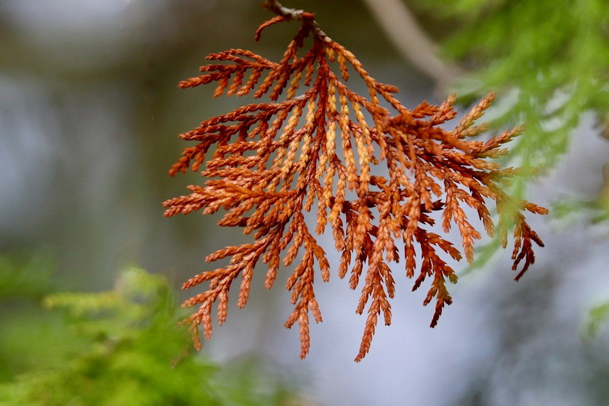 barnulnak orokzoldek telen 04