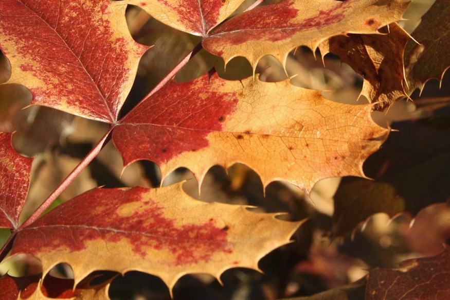 barnulnak orokzoldek telen 06