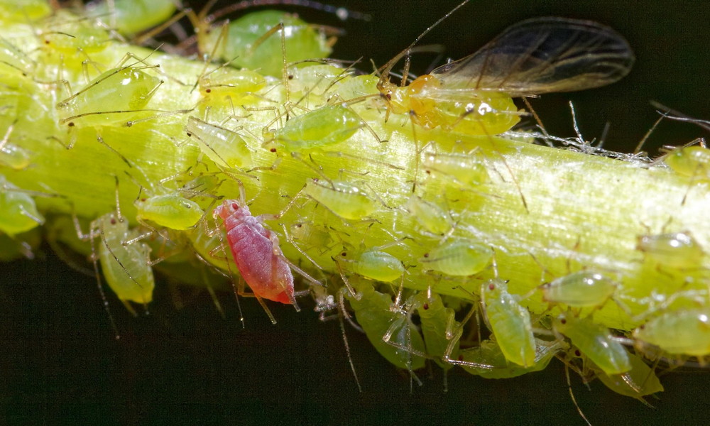 A módszer, amellyel a levéltetű is összezavarható – illathálózatok a kertben