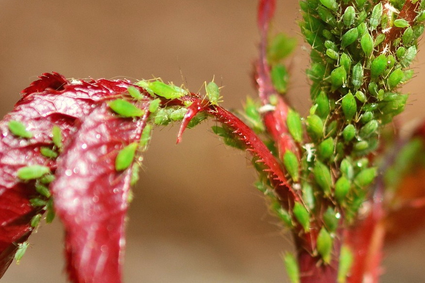 leveltetu is osszezavarhato 02