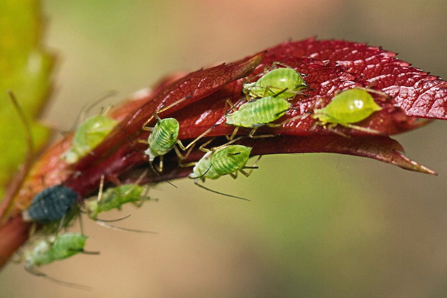 leveltetu is osszezavarhato 03