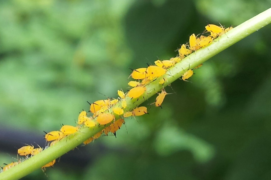 leveltetu is osszezavarhato 04