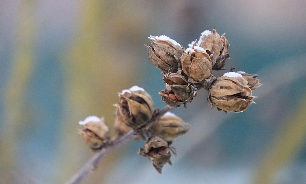 Hol vannak télen a levéltetvek?