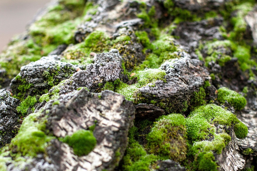 telen leveltetvek 02