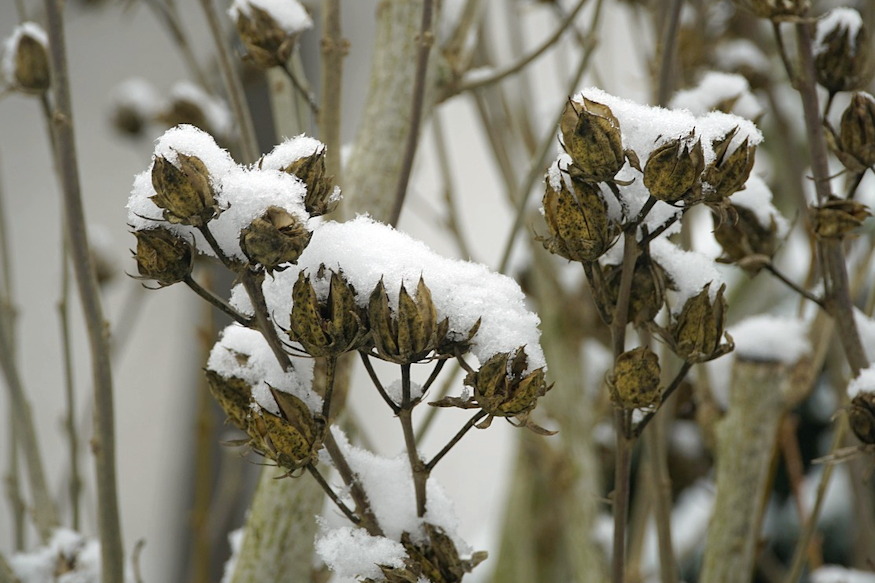 telen leveltetvek 03