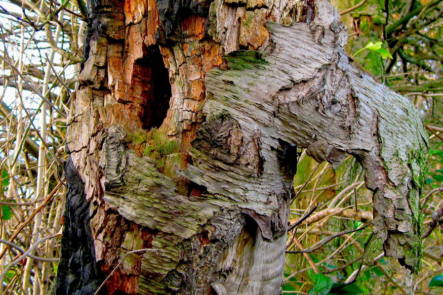 telen leveltetvek 04