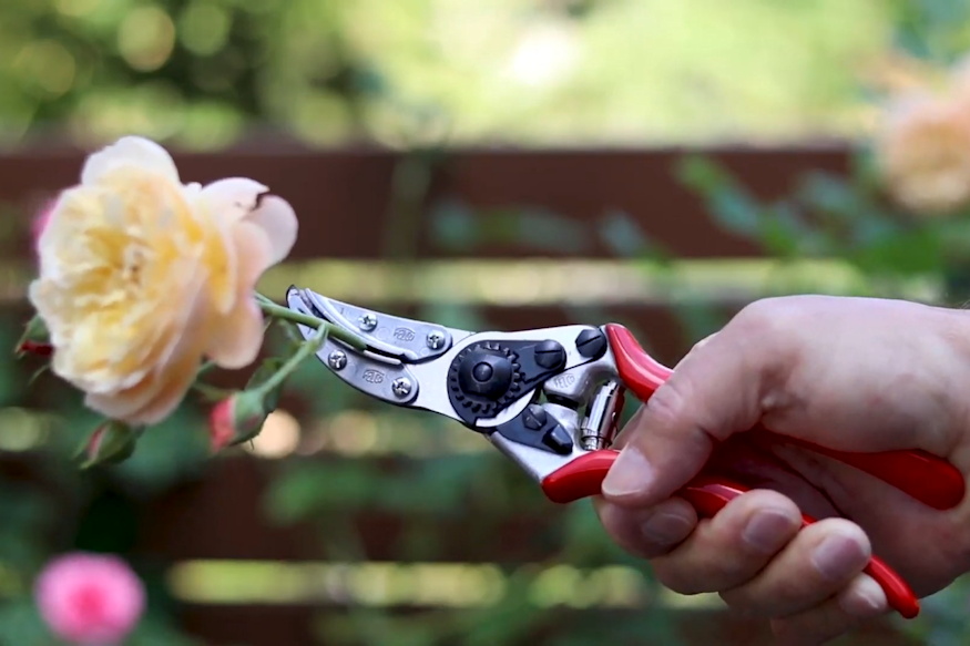 felco 100 viragszedo metszoollo 05