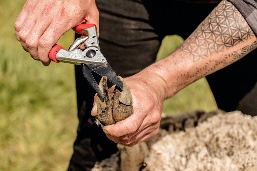 felco 50 51 pataapolo ollok 04