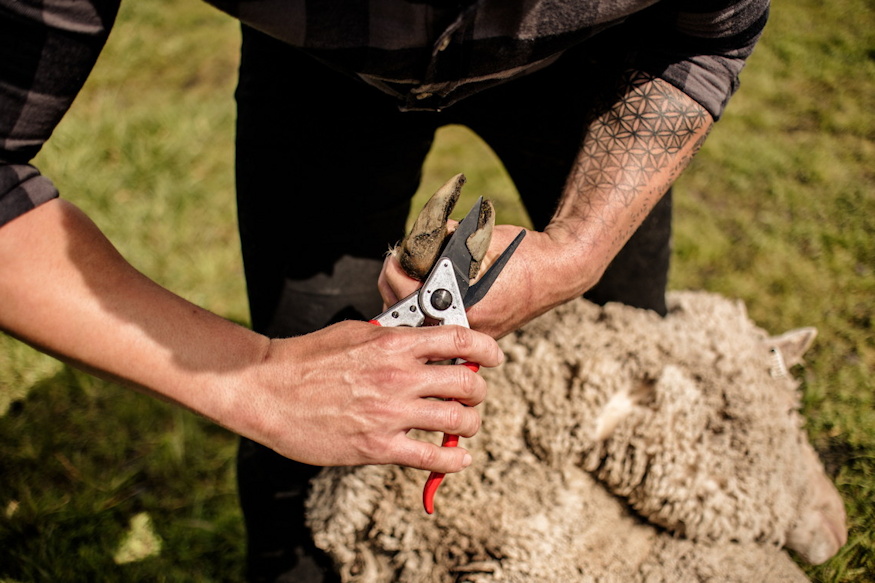 felco 50 51 pataapolo ollok 06