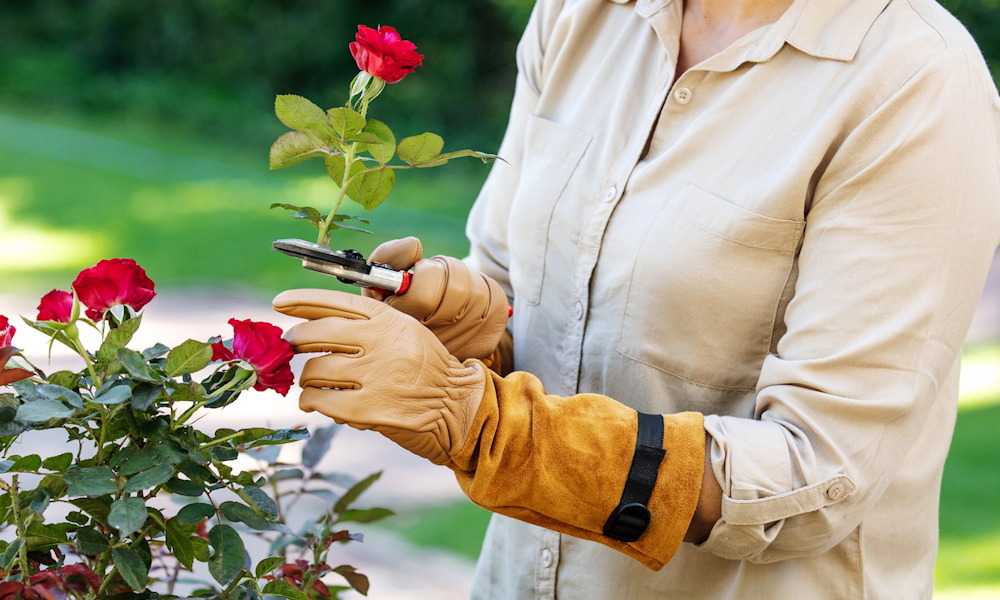 Kezdő kertészként milyen kerti eszközökre lesz valóban szükséged?