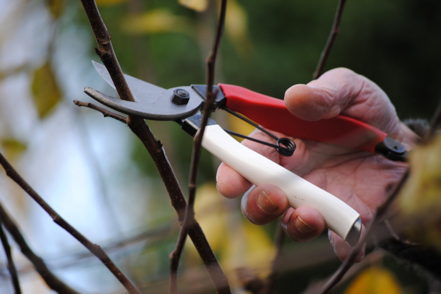 metszoollok titkai 21