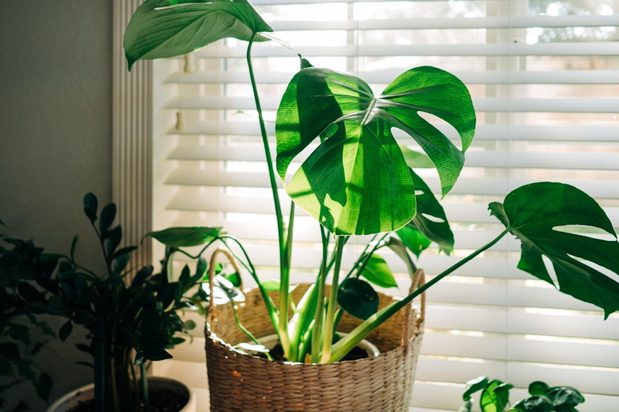 miert no ferden szobanoveny 03