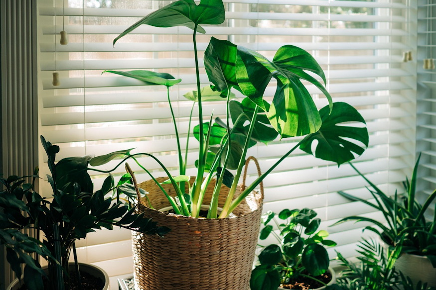 miert no ferden szobanoveny 04