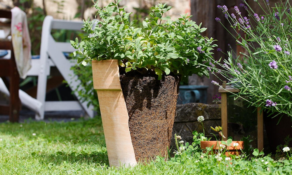 Miért érzi jobban magát a növény egy régi cserépben, mint a vadonatújban?