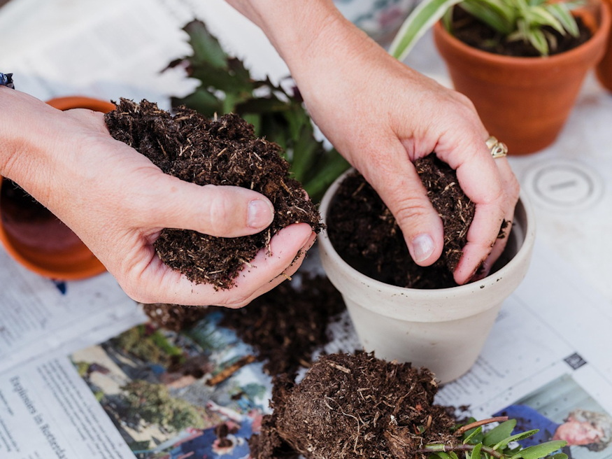 noveny regi cserepben 02