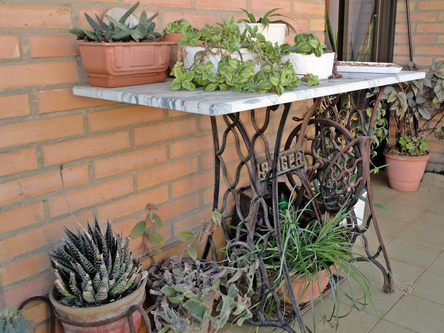 noveny regi cserepben 03