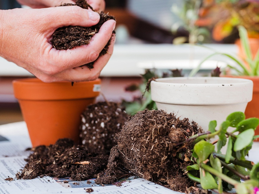 noveny regi cserepben 04