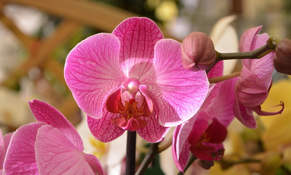 Túlélő orchideák – miért pusztulnak el az ünnepek után, és hogyan lehetne elkerülni?