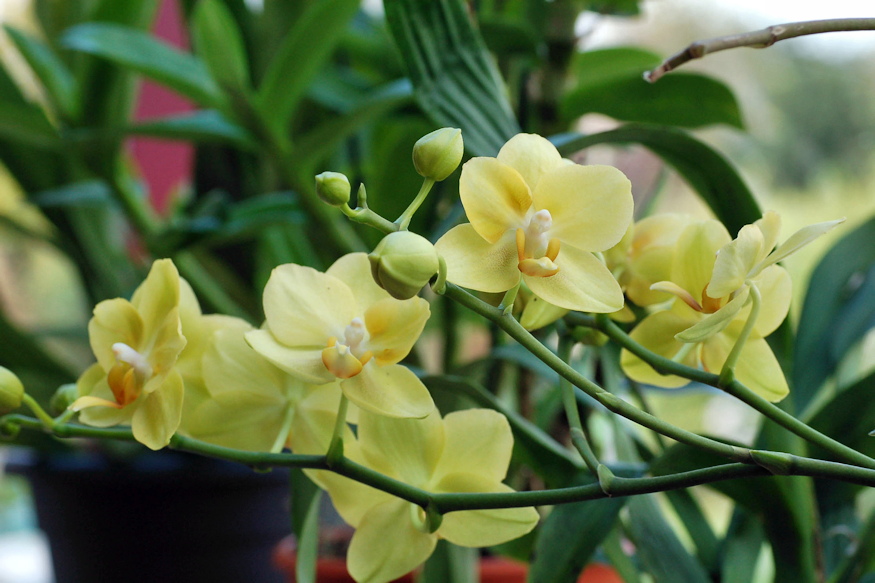 orchideak miert pusztulnak 02