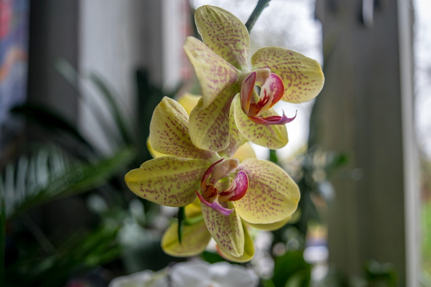orchideak miert pusztulnak 03