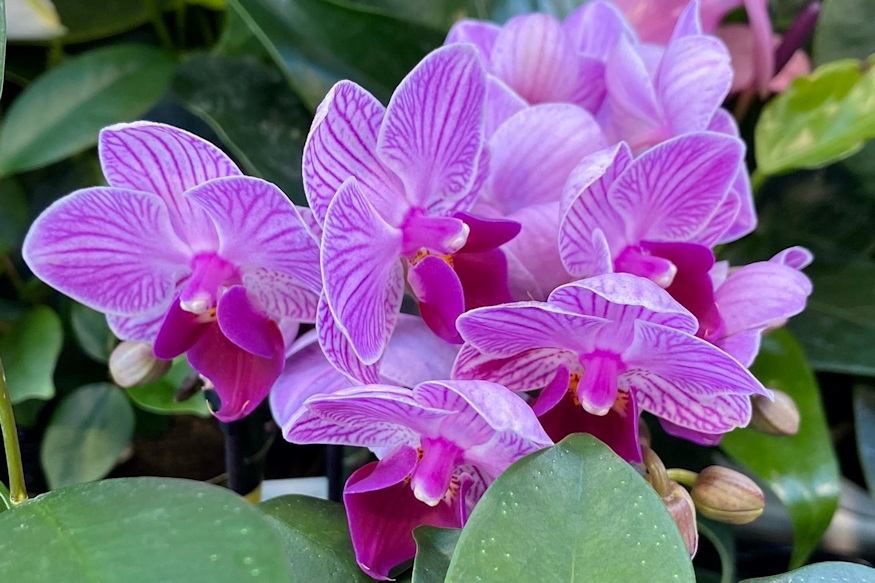 orchideak miert pusztulnak 04