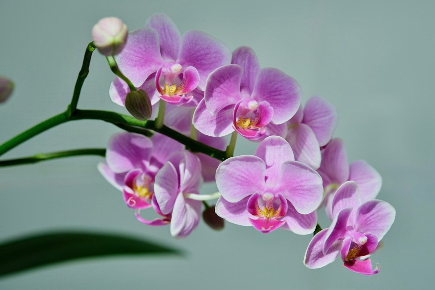 orchideak miert pusztulnak 05