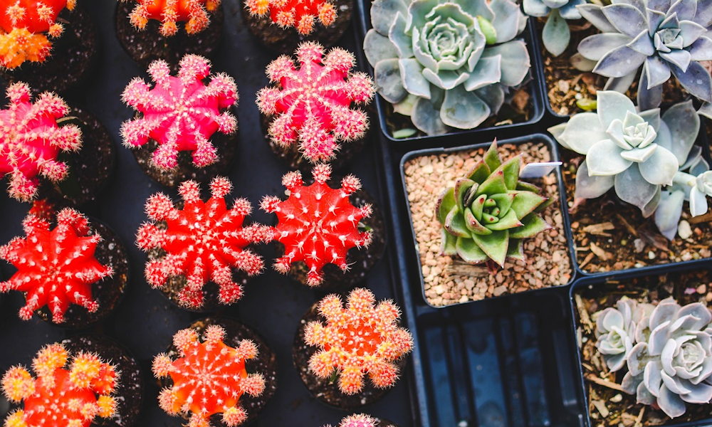 Ez a piros kaktusz nem festett – hanem trükkös: mi történik valójában?