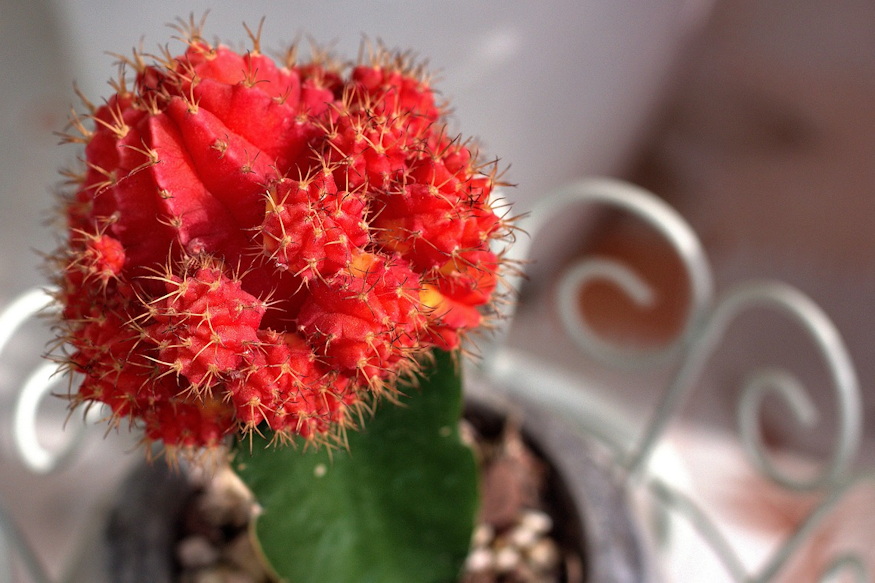 piros kaktusz nem festett 04