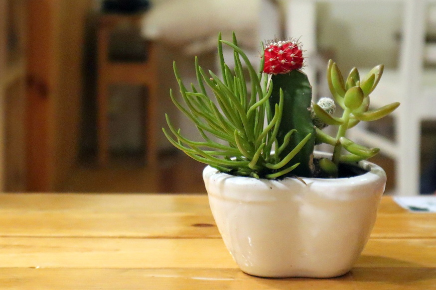 piros kaktusz nem festett 05