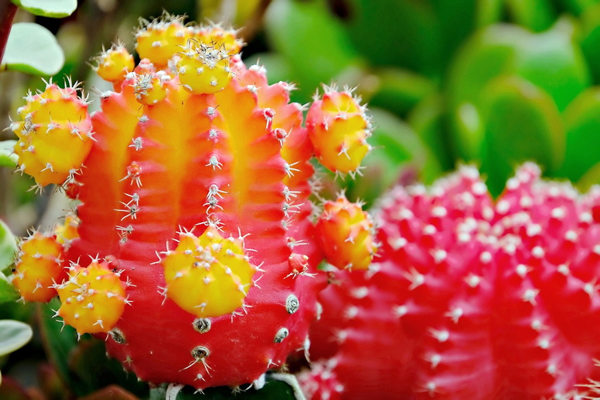 piros kaktusz nem festett 06