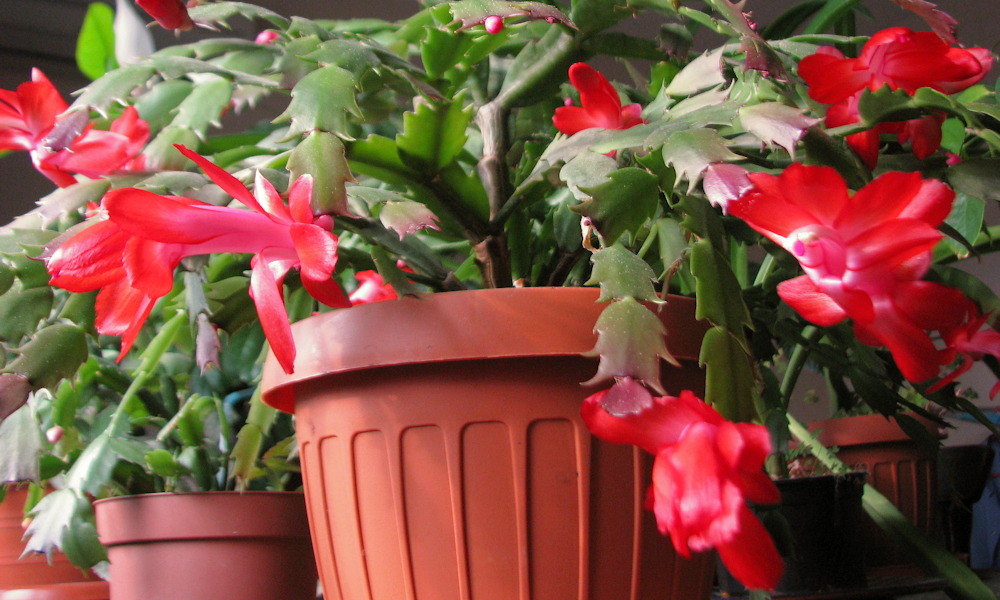 A szobanövény, amely decemberben kezd virágozni – mert egyszerűen nem érdekli, hogy tél van
