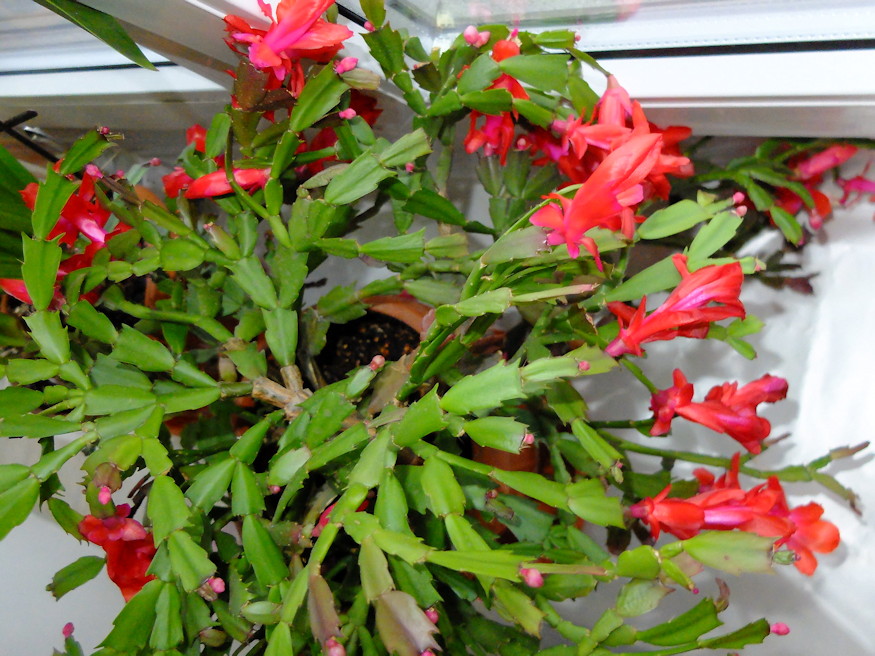 szobanoveny decemberben kezd 02