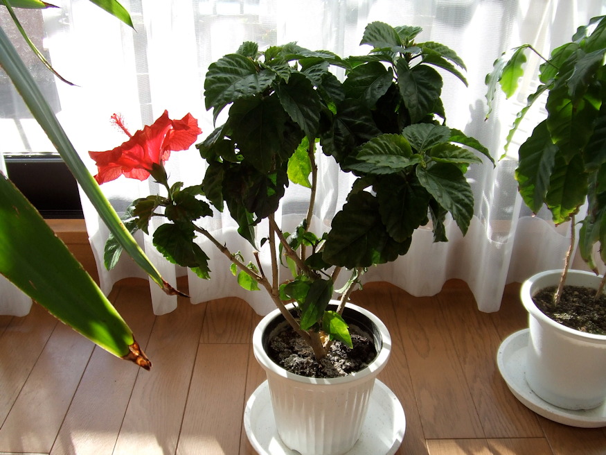 szobanoveny decemberben kezd 03