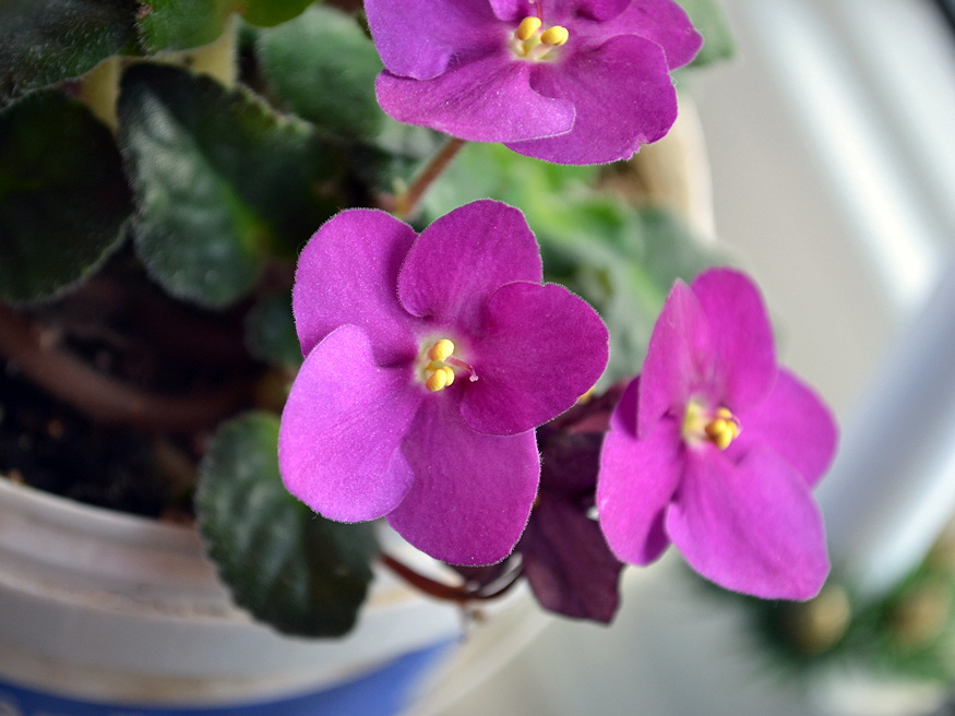 szobanoveny decemberben kezd 04