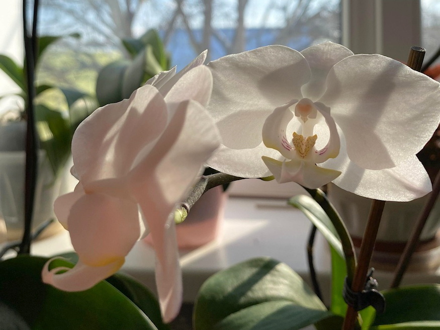 szobanoveny decemberben kezd 05