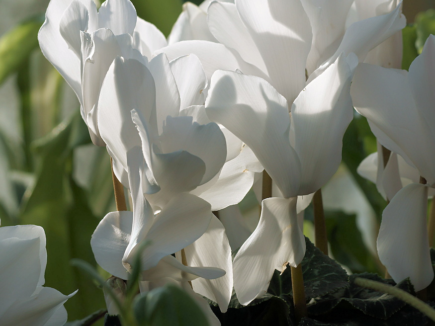 szobanoveny decemberben kezd 07